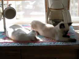 kittens - 071407 1